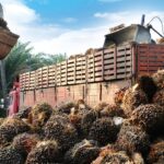 Kenaikan Harga Kelapa Sawit