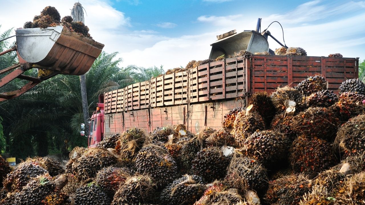 Kenaikan Harga Kelapa Sawit